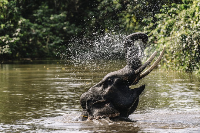 Le seul endroit qui préserve des forêts de diptérocarpes au Vietnam